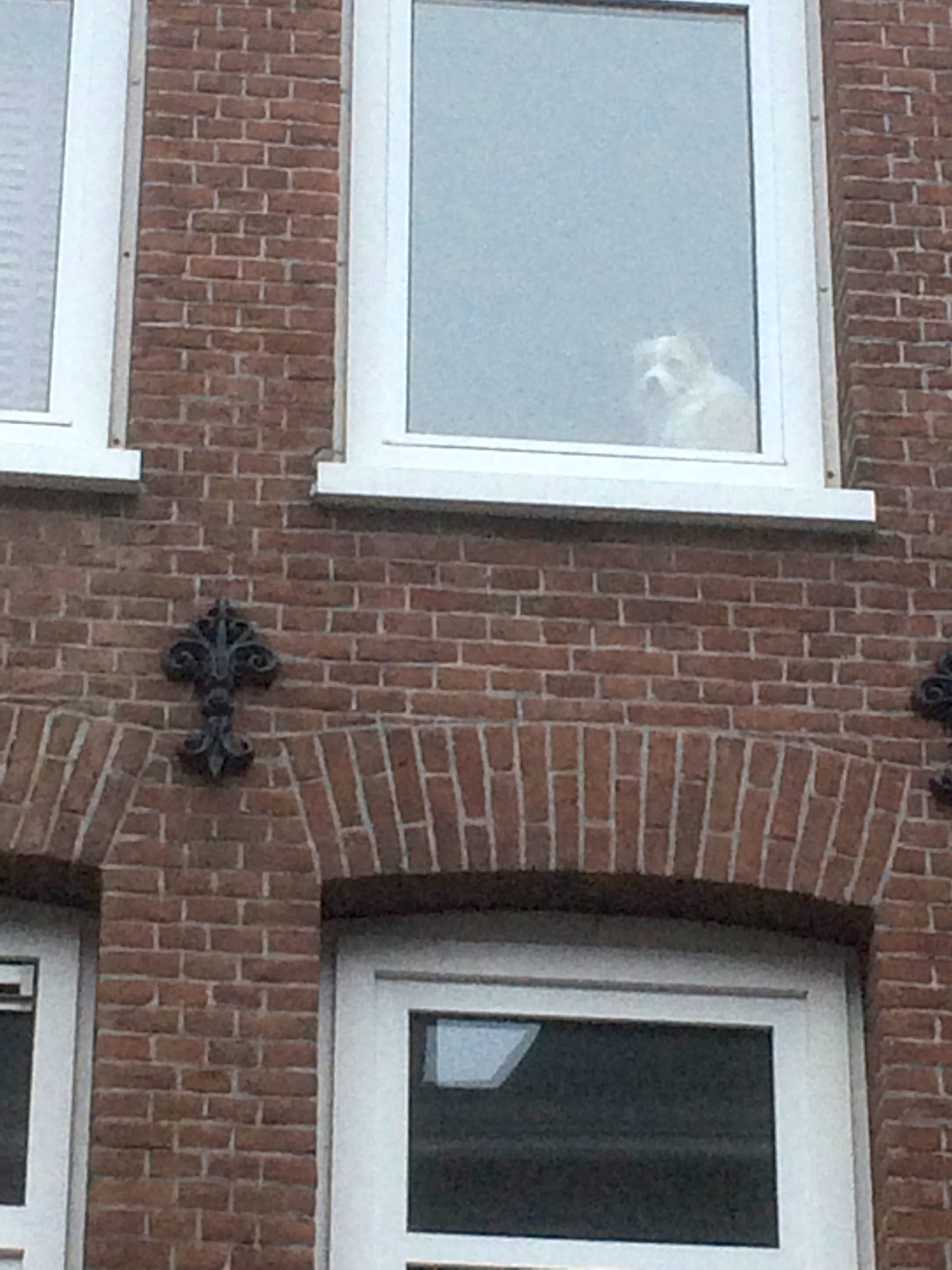 Hond van de buren